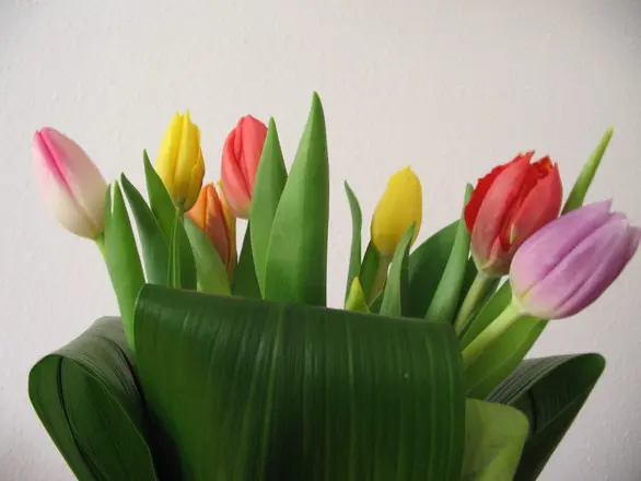 Tulips in a basket.